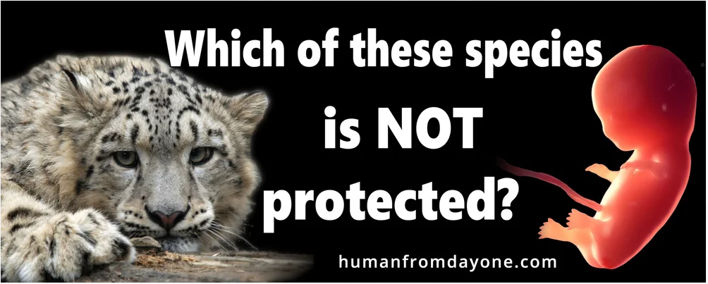 Snow leopard and embryo with text asking which species is not protected, from humanfromdayone.com